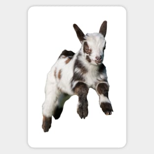 Bouncing Baby Goat 2 Magnet